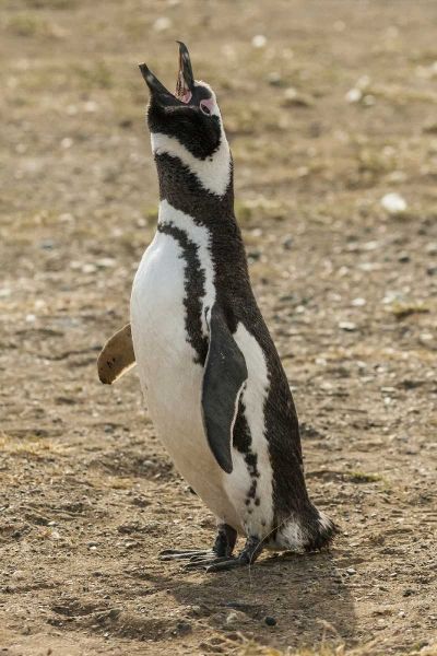Chile, Isla Magdalena Magellanic penguin